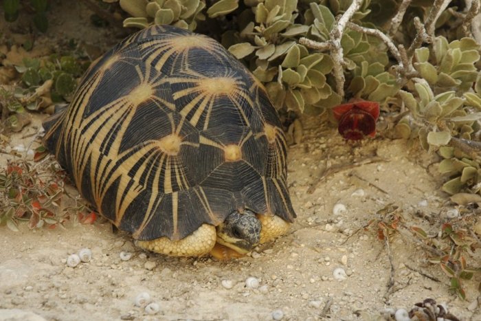 Ilustračný obrázok k článku V Nitre sa otvoril exotický svet fauny: Lákadlom i nový prírastok korytnačka José