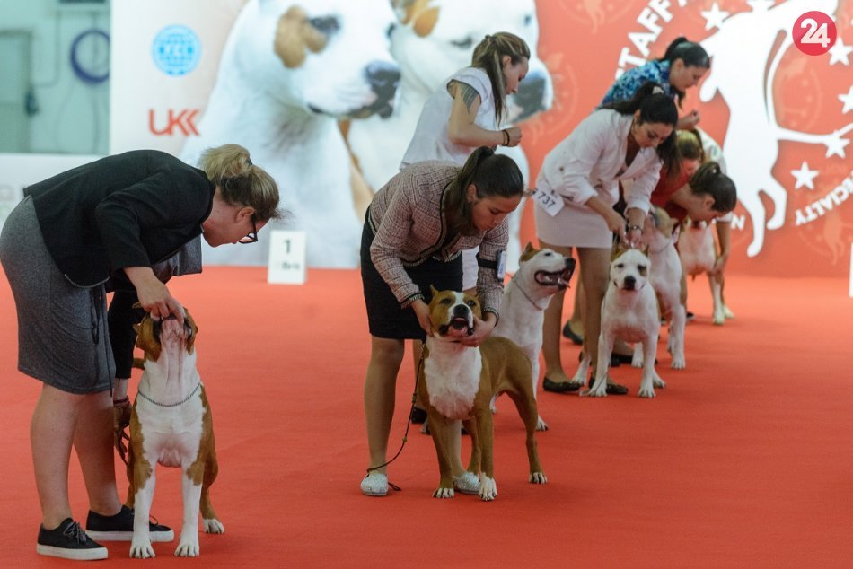Ilustračný obrázok k článku Agrokomplex žije Medzinárodnou výstavou psov: Zastúpenie tu má 32 krajín, FOTO