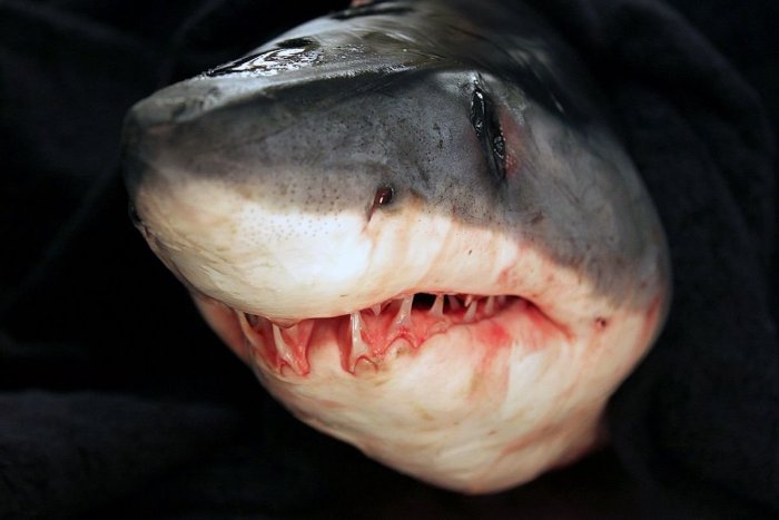 Ilustračný obrázok k článku Dvoch Britov pri potápaní napadol žralok: Jednému z mužov odhryzol chodidlo