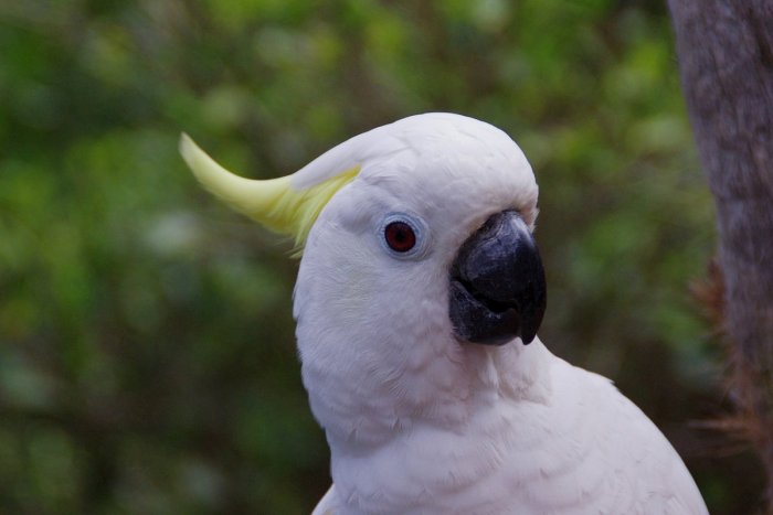 Ilustračný obrázok k článku Exotika v Mestskom parku v Nitre: Na strome sedel papagáj Kakadu