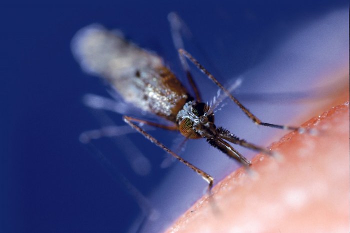 Ilustračný obrázok k článku Krv pijú iba samičky komára: Choroby u nás neprenášajú, trápia však alergikov