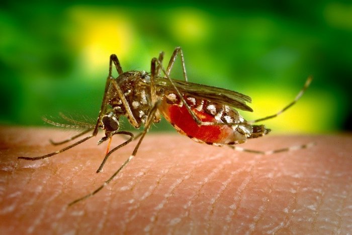 Ilustračný obrázok k článku Šaľu trápia premnožené komáre: Radnica chce o pomoc s postrekom požiadať štát