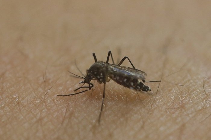 Ilustračný obrázok k článku "Napadli" vás dotieravé komáre? Poradíme, ako na bolestivé štípance