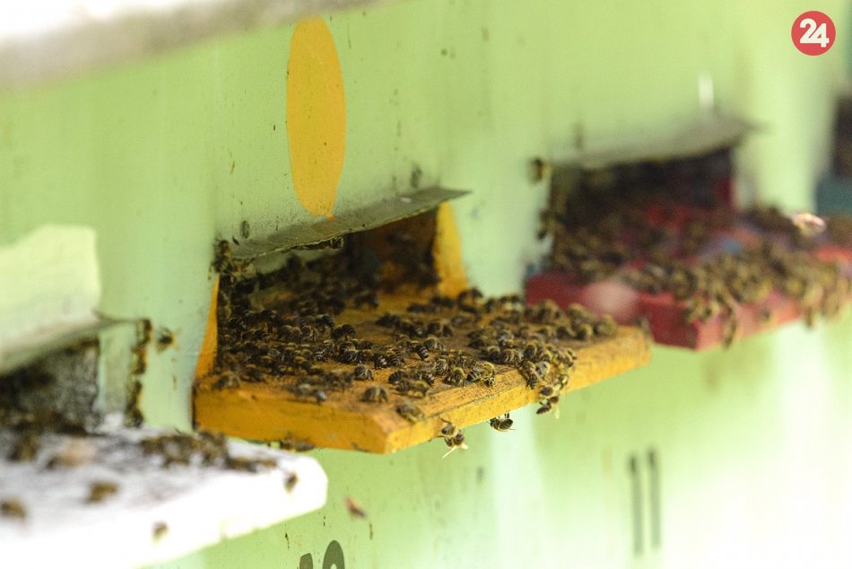 Ilustračný obrázok k článku V Košiciach pribudli prvé firemné mestské úle