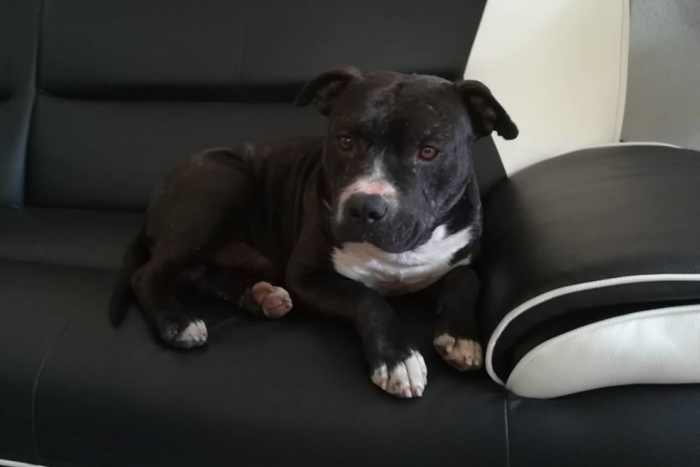 Ilustračný obrázok k článku Psí miláčikovia sú opäť tu: Pre ktorého sa rozhodnete vy? FOTO