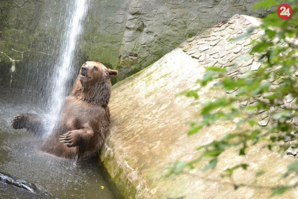 Ilustračný obrázok k článku Zisťovali sme, ako prežíva horúčavy medveď Felix a ostatní obyvatelia bratislavskej ZOO
