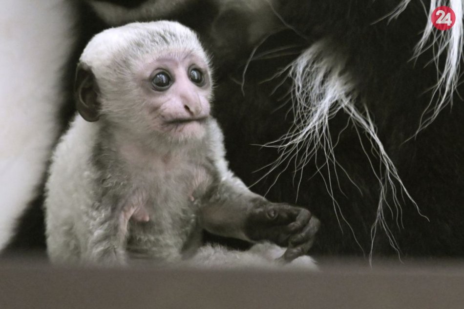 Ilustračný obrázok k článku Zoo Bojnice sa teší z prírastkov: Narodili sa im nové mláďatá, FOTO