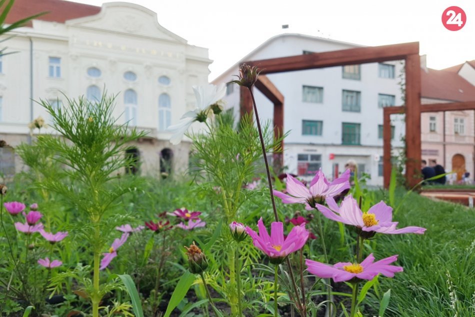 Ilustračný obrázok k článku Rozkvitnuté centrum Trnavy pripomína rajskú záhradu: Pozrite tú krásu, FOTO