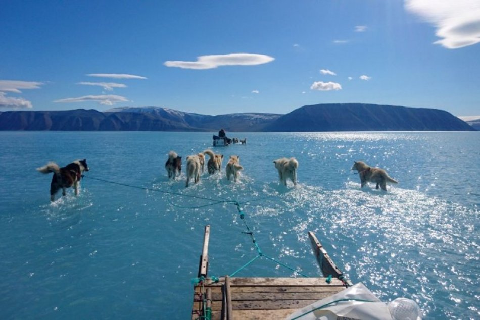 Ilustračný obrázok k článku Fotografia, ktorá vám otvorí oči: Ťažné psy sa brodia vodou, mali by bežať po ľade