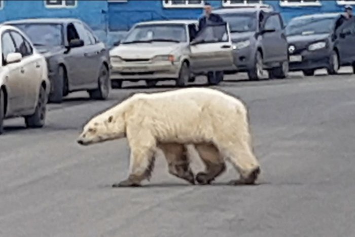 Ilustračný obrázok k článku KURIOZITA DŇA: Ľadový medveď sa zatúlal, objavil sa v ruskom meste