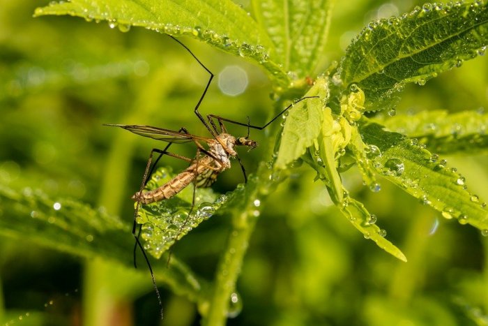 Ilustračný obrázok k článku Budú nás otravovať roje komárov? Mesto zasahuje, kým je čas + VIDEO