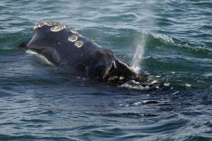 Ilustračný obrázok k článku Vedci zachytili spev najvzácnejších veľrýb: Osamotené samce vábia polovičky, VIDEO