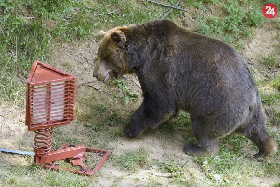 Ilustračný obrázok k článku Dávajte si pozor: Hlásia zvýšený výskyt medveďov v blízkom okolí Považskej