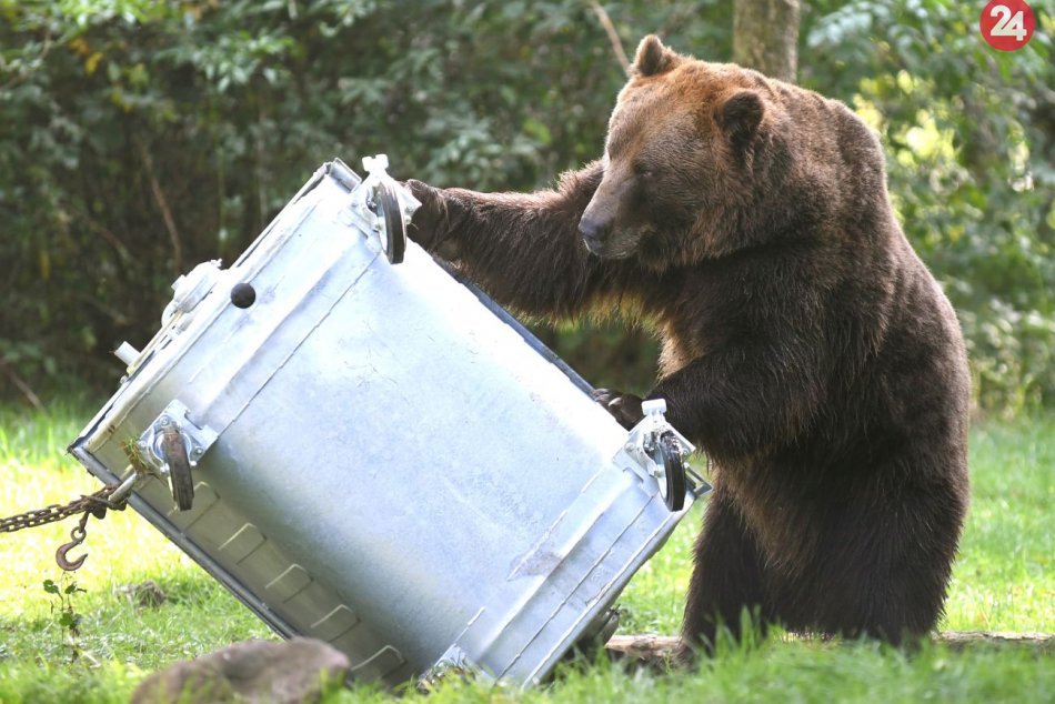 Ilustračný obrázok k článku V dedinke pri Žiari bojujú s medveďmi: Obyvateľom príde poradiť odborník