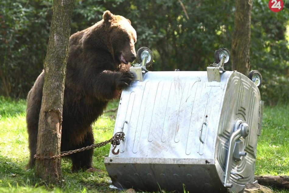 Ilustračný obrázok k článku Na Liptove sa túlal medveď priamo v meste: Dôležitá výzva obyvateľom!