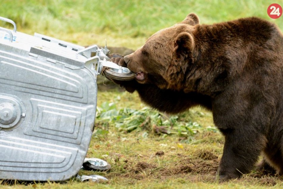 Ilustračný obrázok k článku Hrádok navštívil medveď: V meste opäť prevracal nádoby na odpad