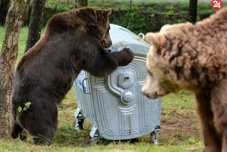 Ilustračný obrázok k článku V okolí sídliska v Prievidzi sa pohybuje medveď: Radnica vyzýva k zvýšenej opatrnosti