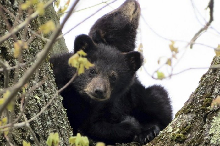 Ilustračný obrázok k článku V Malých Karpatoch spozorovali medvede, ochranári upokojujú verejnosť