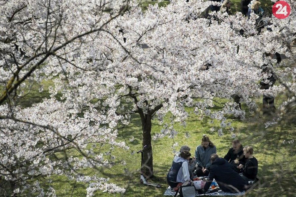 Ilustračný obrázok k článku Kúsok Japonska v Petržalke: Na mieste bývalého marhuľového sadu rozkvitnú sakury