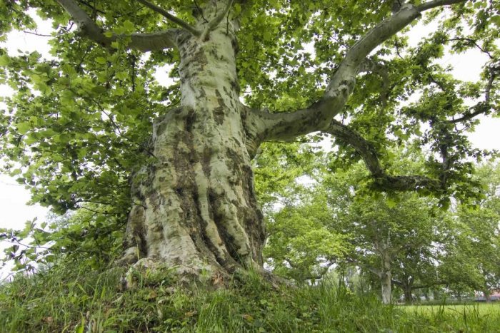 Ilustračný obrázok k článku O titul Strom roka súťažia až štyri z Trnavského kraja: Toto sú ich príbehy