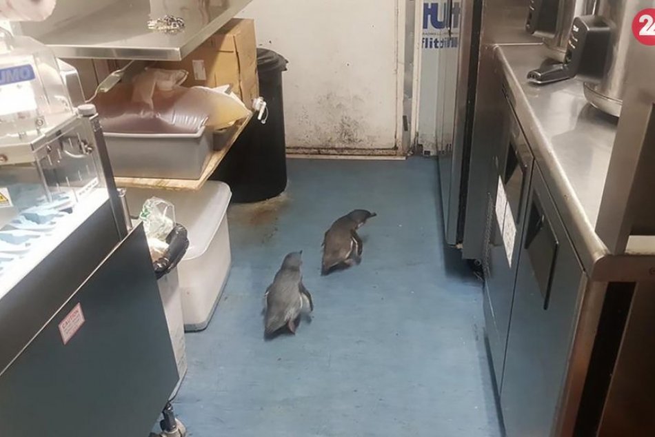 Ilustračný obrázok k článku KURIOZITA DŇA: Mali chuť na rybku? Pár tučniakov sa ukryl v sushi obchode