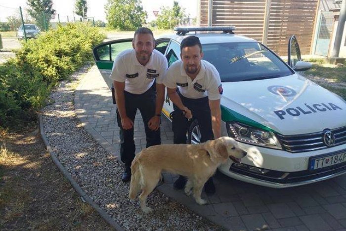Ilustračný obrázok k článku Neobvyklý zásah policajtov: Na diaľnici pri Vlčkovciach zachraňovali psa