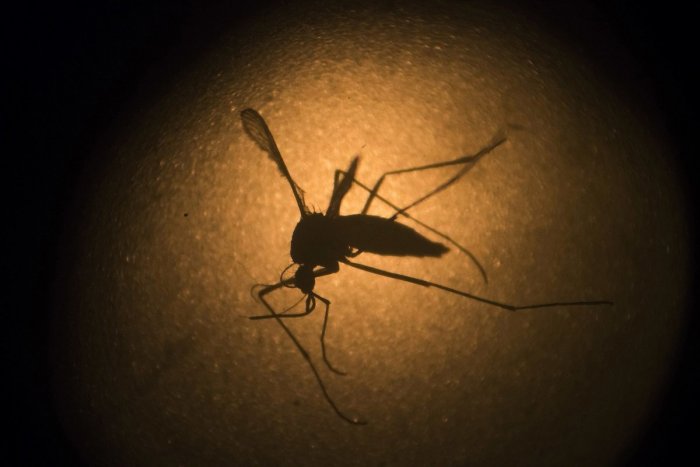 Ilustračný obrázok k článku Mesto sa zameria na komáre a kliešte: Objednalo špeciálne postreky