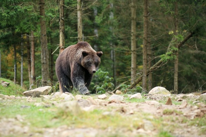 Ilustračný obrázok k článku Život ohrozujúce stretnutie s medveďom: Človek musí pomaly ustupovať, nie utekať