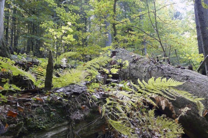 Ilustračný obrázok k článku Prírodný UNIKÁT v srdci Slovenska: Ukrýva REKORDÉROV z ríše rastlín