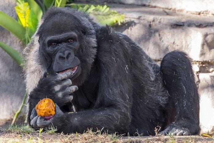 Ilustračný obrázok k článku KURIOZITA DŇA: Zabavte sa na gorilách: Takto sa snažia skryť pred dažďom, VIDEO