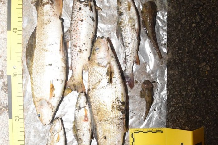 Ilustračný obrázok k článku Masívny úhyn rýb v Breznianskom okrese už vyšetruje polícia