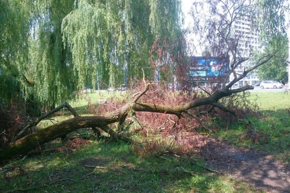 Ilustračný obrázok k článku Pri Hrone v Bystrici je už týždne spadnutý kus stromu. Prečo sa s ním nehýbe? FOTO