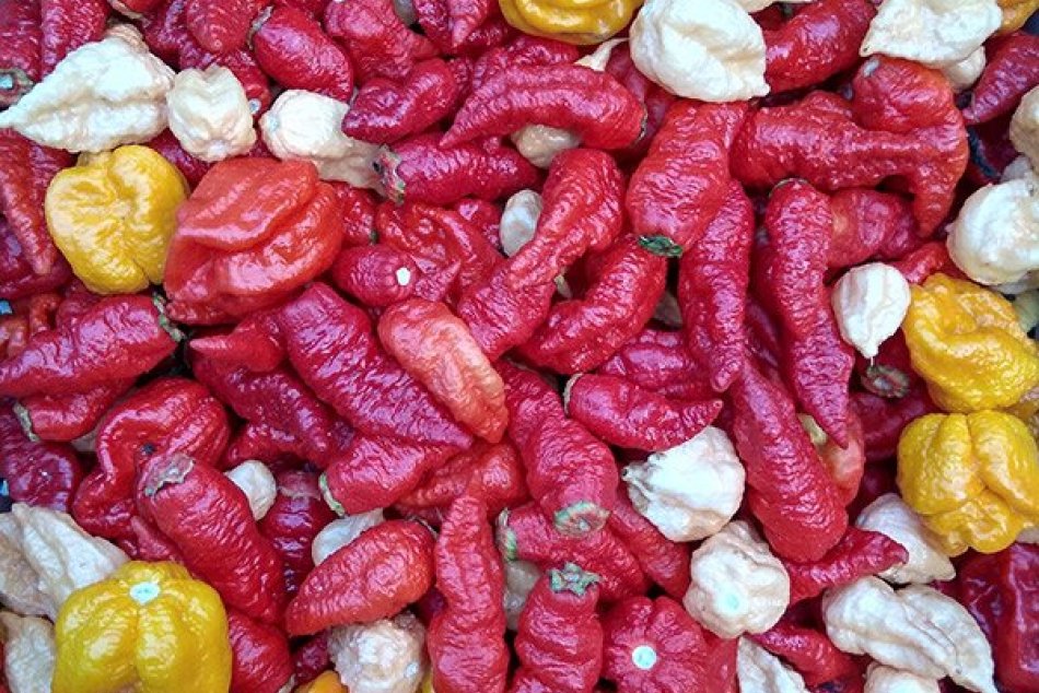 Ilustračný obrázok k článku Na Zámčanov čaká poriadne pálivá súťaž: Ochutnávať sa bude vyše 150 druhov chilli