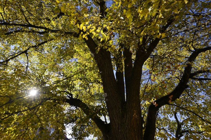 Ilustračný obrázok k článku V Jakubovanoch vysadili 150 stromov: Nová lipová aleja má pripomínať známeho mysliteľa