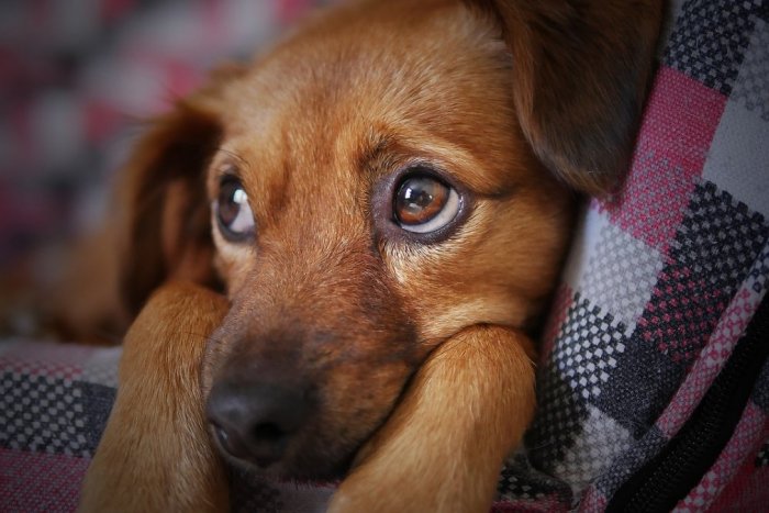 Ilustračný obrázok k článku Príbeh týraného psíka na Zemplíne zachytilo brutálne video: Priznali sa deti!