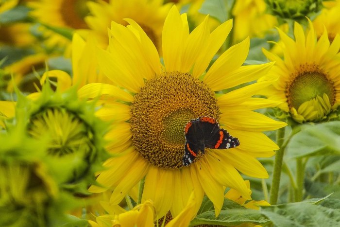 Ilustračný obrázok k článku RANNÁ ŠTVORKA: V stredu bude horúco do 31 °C, na mnohých miestach hrozia búrky