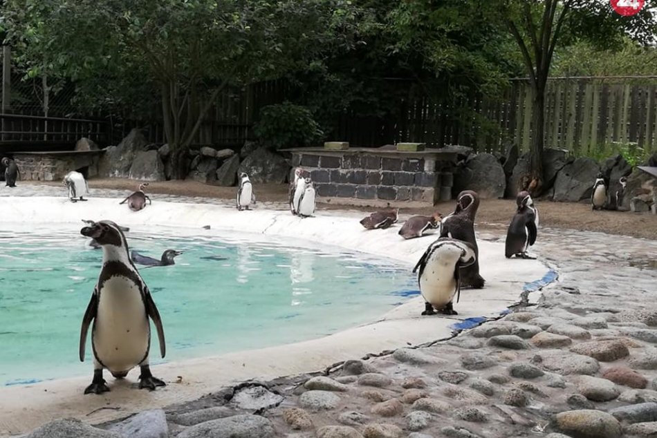 Ilustračný obrázok k článku Tento rok sa v košickej zoo vyliahlo šesť tučniakov, FOTO