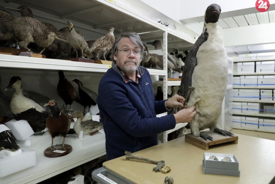 Ilustračný obrázok k článku KURIOZITA DŇA: Objavili fosíliu obrovského tučniaka, bol vysoký takmer 1,6 metra