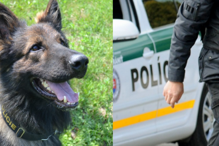 Ilustračný obrázok k článku SVET O SLOVENSKU: Šťastná náhoda a policajný pes mu zachránili život