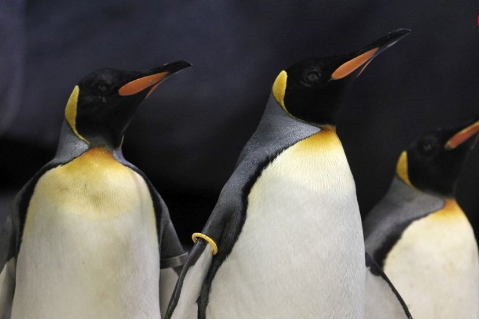 Ilustračný obrázok k článku Príroda si nevyberá: V berlínskej Zoo si gay párik tučniakov adoptoval vlastné vajce