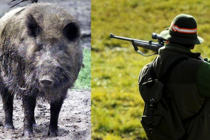 Ilustračný obrázok k článku Pozor! Na sídlisku KVP budú strieľať diviaky