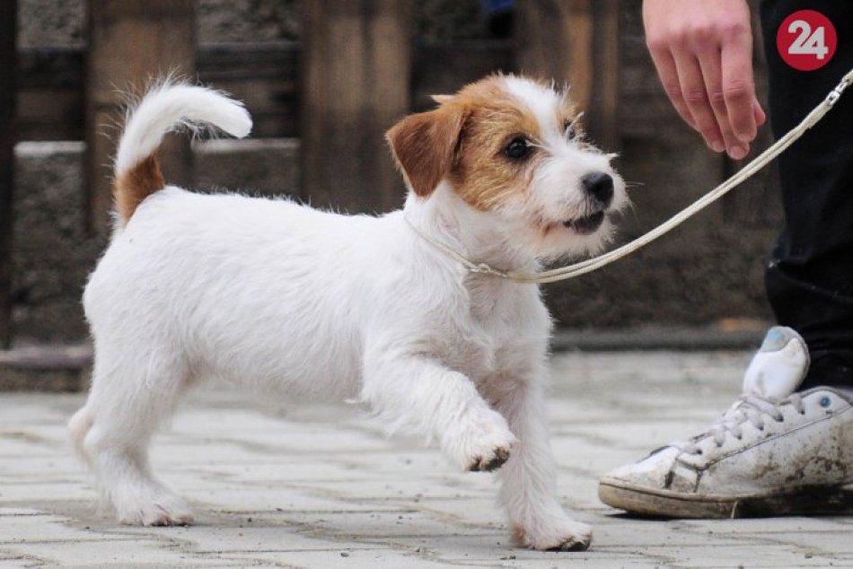 Ilustračný obrázok k článku Viete, kde v Lučenci žije najviac psov? TOP 10 ulíc, na ktorých nie je núdza o brechot