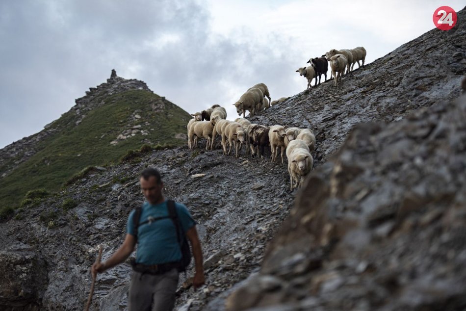 Ilustračný obrázok k článku KURIOZITA DŇA: Ovce prevádzajú z jednej lúky na druhú po strmej alpskej cestičke