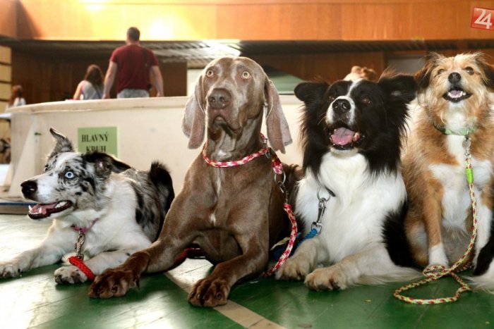 Ilustračný obrázok k článku Medzinárodná výstava psov v Nitre: Prihlásených je vyše 6-tisíc chlpáčov