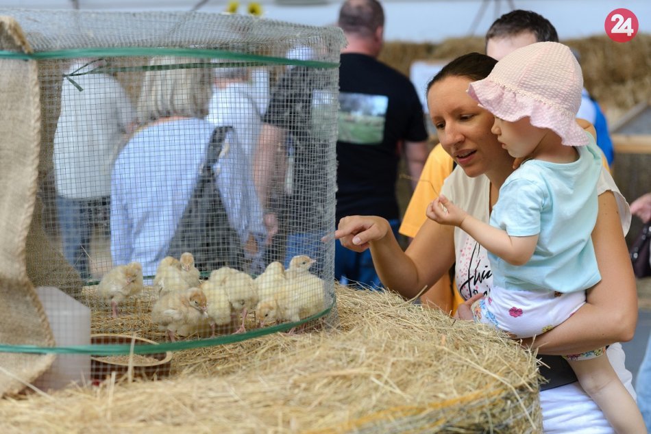 Ilustračný obrázok k článku Poľnohospodársky veľtrh Agrokomplex nebude: Výstavisko prišlo s alternatívou