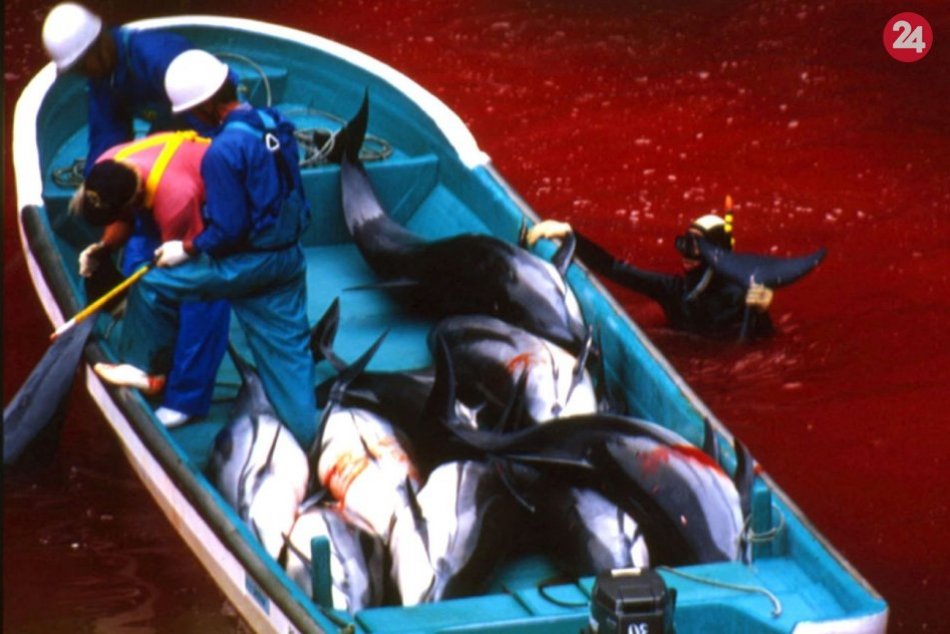 Ilustračný obrázok k článku Kontroverzné praktiky: V japonskej zátoke pri Taidži sa začal každoročný lov delfínov
