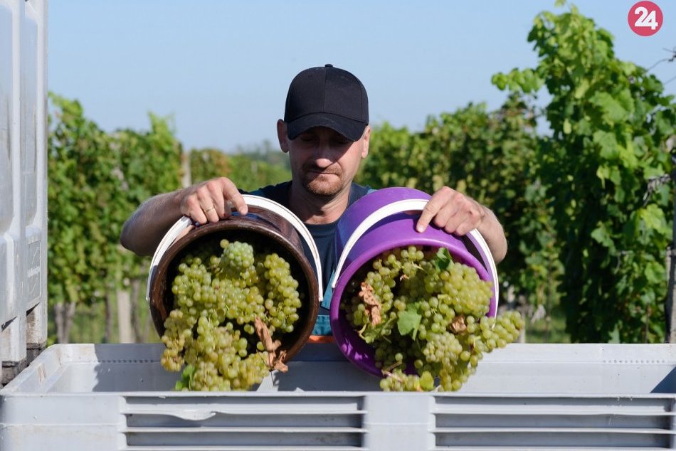Ilustračný obrázok k článku Tento rok začal zber hrozna o dva týždne neskôr: Úroda bude nižšia