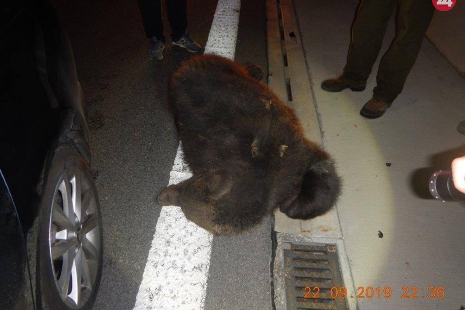 Ilustračný obrázok k článku Kuriózna nehoda na rýchlostnej ceste pri Zvolene: Vodičovi vbehol do cesty medveď, FOTO