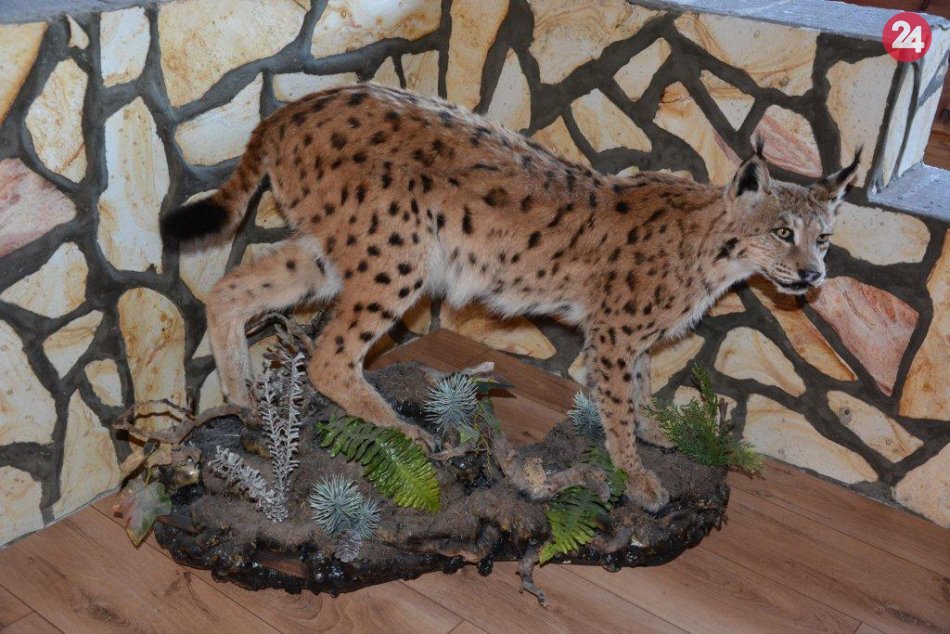 Ilustračný obrázok k článku Rožňavskí policajti obvinili z pytliactva mužov (34) a (61): Jeden z nich členom poľovníckej stráže!