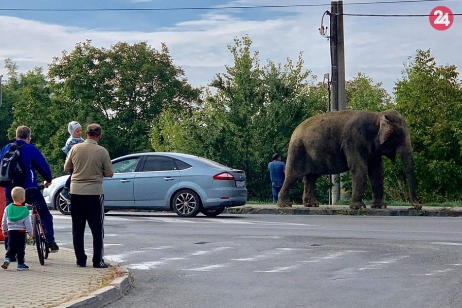 Ilustračný obrázok k článku Večanov zaskočila zvieracia promenáda: Pri hlavnej ceste sa premávali slony